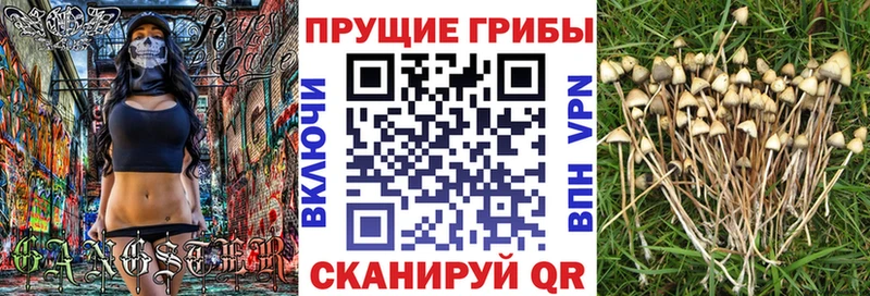 Галлюциногенные грибы прущие грибы это клад Североморск